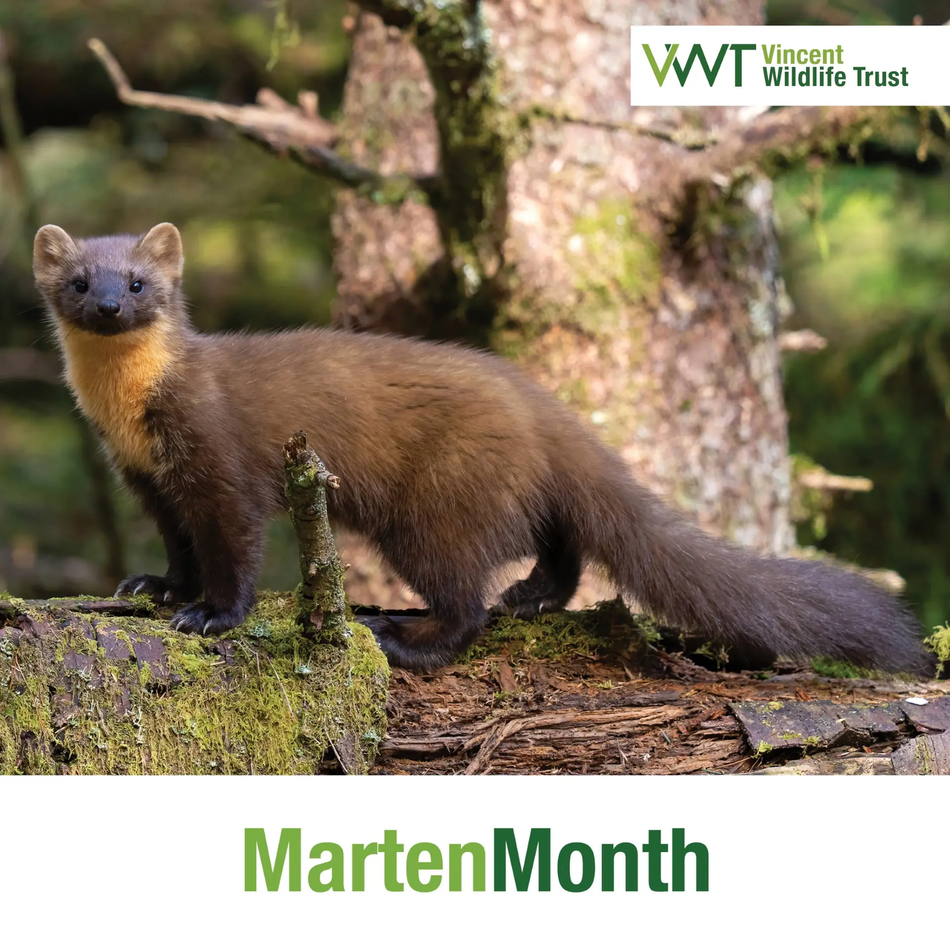 Vincent Wildlife Trust